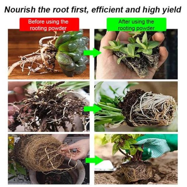 Strong Rooting Powder Microbial Fertilizer